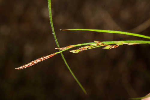 Carex misera #2